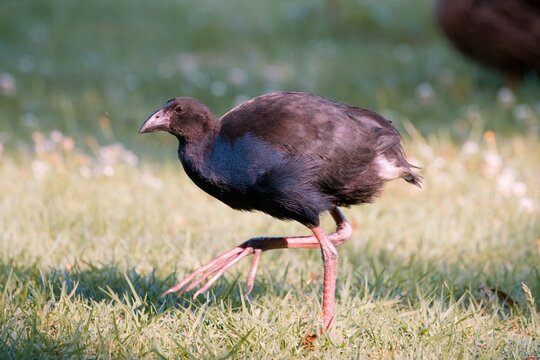 Young Pukeko Walking on Green Lawn in Natural Daylight