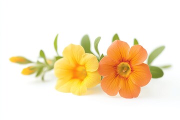 A clean and simple shot of calibrachoa flowers, isolated on white, capturing the essence of the plant's bright, bell-shaped blossoms.