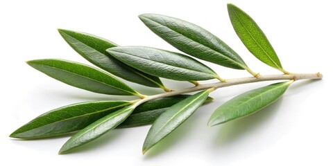 Obraz premium Olive twig with fresh green leaves isolated on white 