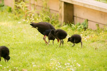 Pukeko Family Foraging on Green Lawn in Park