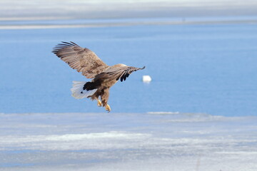 white-tailed eagle