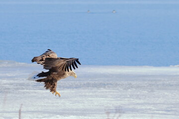 white-tailed eagle