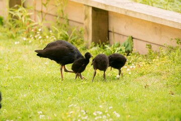 Pukeko Family Foraging on Green Lawn in Park