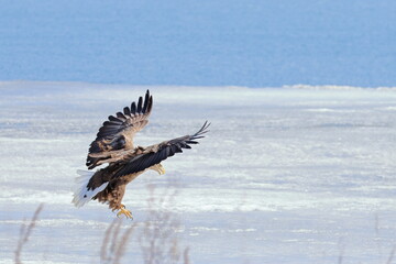 white-tailed eagle