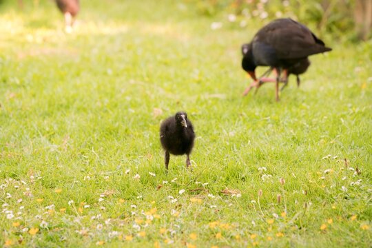 Pukeko Family Foraging on Green Lawn in Park