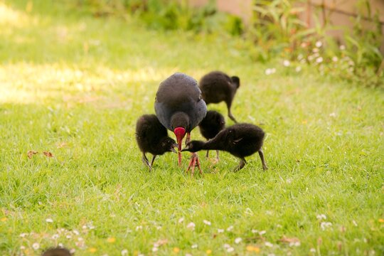 Pukeko Family Foraging on Green Lawn in Park