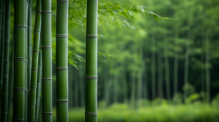 Fototapeta premium Lush Green Bamboo Forest Displaying Vertical Stems And Leaves With Bokeh Background