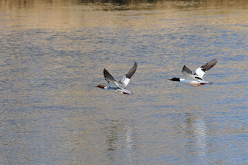 japanese duck