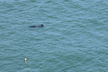 sea otter