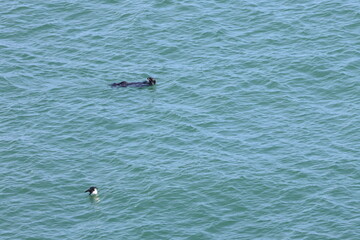 sea otter