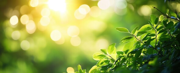 Sunlight Filtering Through Lush Green Leaves in a Vibrant Natural Setting, Capturing the Essence of a Peaceful Outdoor Environment