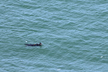 Fototapeta premium sea otter