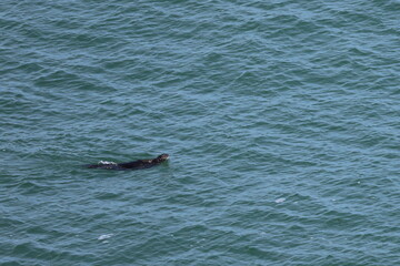 Fototapeta premium sea otter