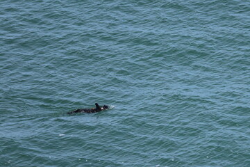 sea otter