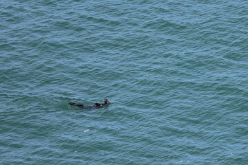 Obraz premium sea otter