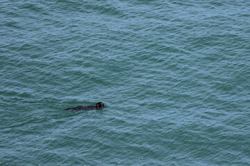 sea otter