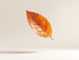 Single Autumn Leaf Floating on White Background