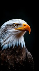 Obraz premium American Bald Eagle Portrait Closeup Dark Background