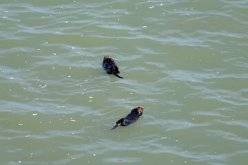 sea otter