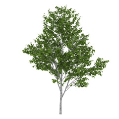 Fototapeta premium tree isolated on white background
