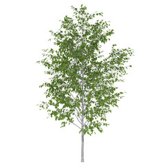 Obraz premium tree isolated on white background