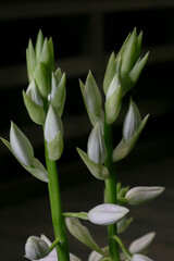 Wild thing Orchid-Phaius microburst