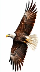 Fototapeta premium American Bald Eagle Flying High Symbol of Freedom and Power Bold Bird of Prey Wildlife