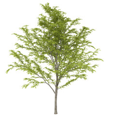 Obraz premium tree isolated on white background