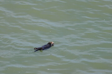 sea otter