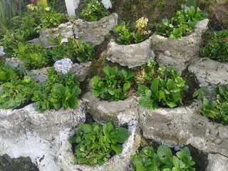 Tiered garden using recycled concrete planters, promoting eco-friendly gardening and sustainable landscaping solutions