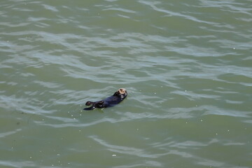 sea otter