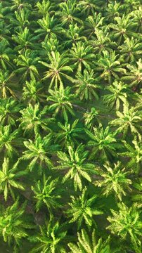 Majestic palm trees sway gently in the warm breeze, creating a picturesque landscape in Chumphon, Thailand. Nature thrives in vibrant shades of green,palm oil plantation droen top view