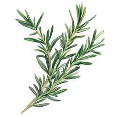 Fototapeta premium Fresh Green Rosemary Herb Sprig Isolated on a White Background
