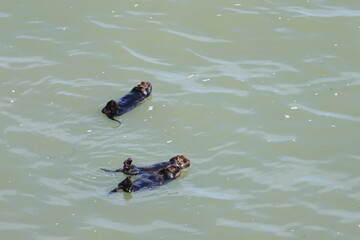 sea otter