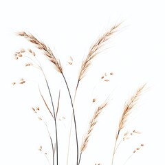 Close up of reed grass on white background with copy space.