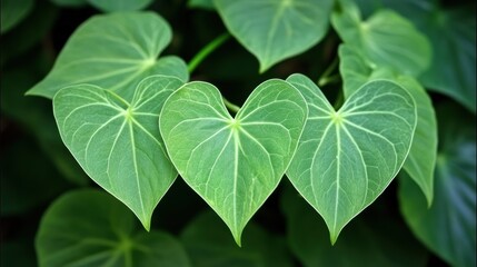 Heart-Shaped Green Leaves on a Lush Background of Foliage