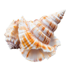 Obraz premium Beautiful Natural Seashells Showcase on White Background