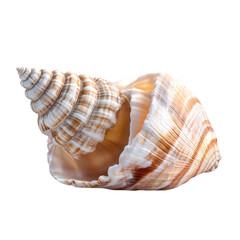 Elegant Spiral Shell with Intricate Patterns on White Background