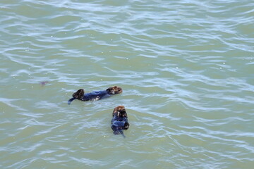 sea otter