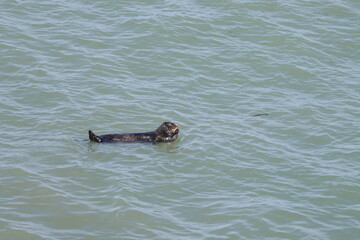 sea otter