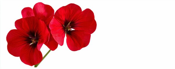 Obraz premium Vivid Red Geranium Blossoms on White Backdrop Exuding Graceful Floral Presentation