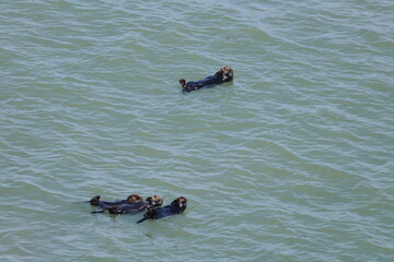 sea otter