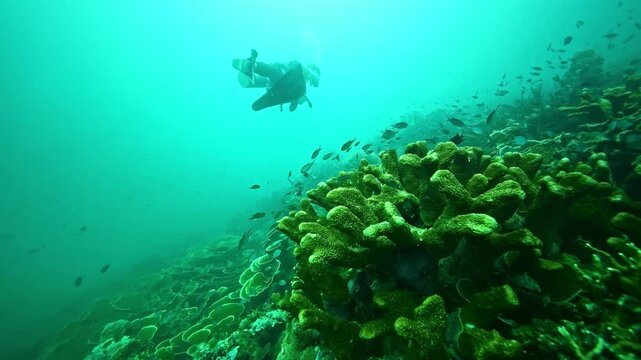 underwater Philippines scuba diving. tourism destination for coral reef and shipwrecks diving in Coron, Palawan. 
