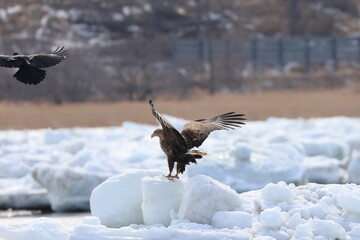 white-tailed eagle