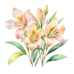 Fototapeta premium Watercolor alstroemeria light pastel colors Isolated on a white background