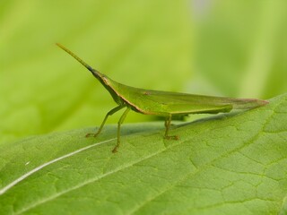 Acrida Cinerea on a leaf with blur background