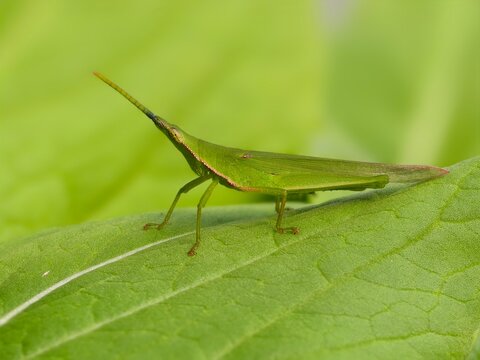 Acrida Cinerea on a leaf with blur background