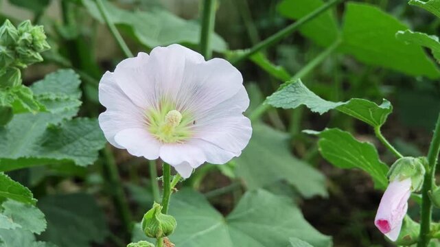 White Bindweed Flower in the Garden.