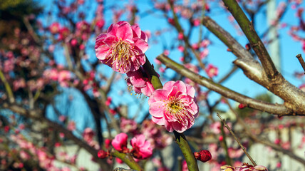 開花した梅の花