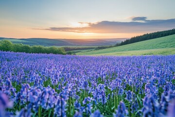 Fototapeta premium Vast bluebell field at sunset, rolling hills in the background, peaceful and serene landscape.